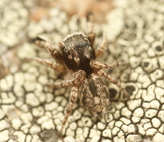 Habronattus hirsutus