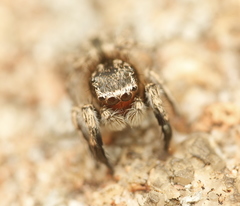 Habronattus hirsutus