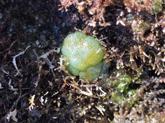 Dictyosphaeria versluysii