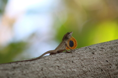Anolis wellbornae