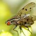 Anthomyia punctipennis - Photo (c) Steve Kerr, some rights reserved (CC BY), uploaded by Steve Kerr