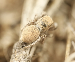 Habronattus clypeatus