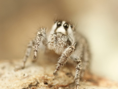 Habronattus hirsutus