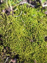 Syntrichia ruralis