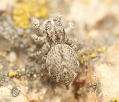 Habronattus hirsutus