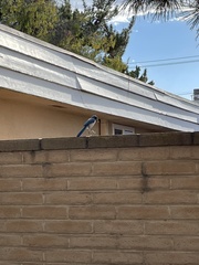 Aphelocoma californica