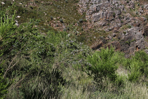 Image of Psoralea intonsa by (c) Tony Rebelo, some rights reserved (CC BY-SA)