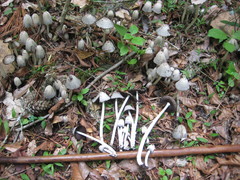 Coprinopsis strossmayeri