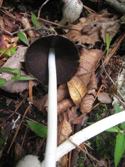 Coprinopsis strossmayeri