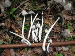 Coprinopsis strossmayeri