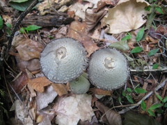 Coprinopsis strossmayeri
