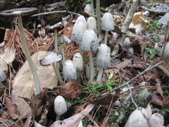 Coprinopsis strossmayeri