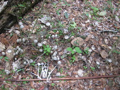 Coprinopsis strossmayeri