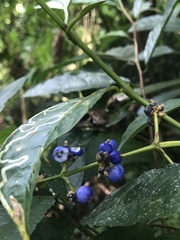Palicourea caerulea