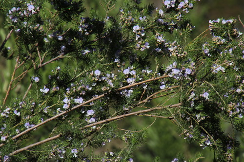 Image of Psoralea intonsa by (c) Tony Rebelo, some rights reserved (CC BY-SA)