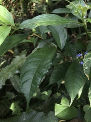 Palicourea caerulea