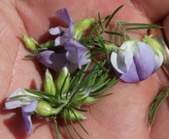 Psoralea intonsa
