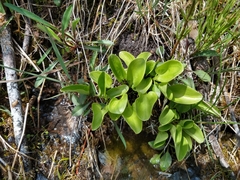Parnassia glauca