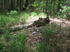 Coprinopsis strossmayeri