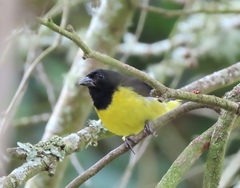 Spinus xanthogastrus