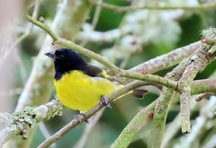 Spinus xanthogastrus