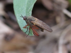 Empis spectabilis