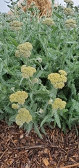 Achillea clypeolata