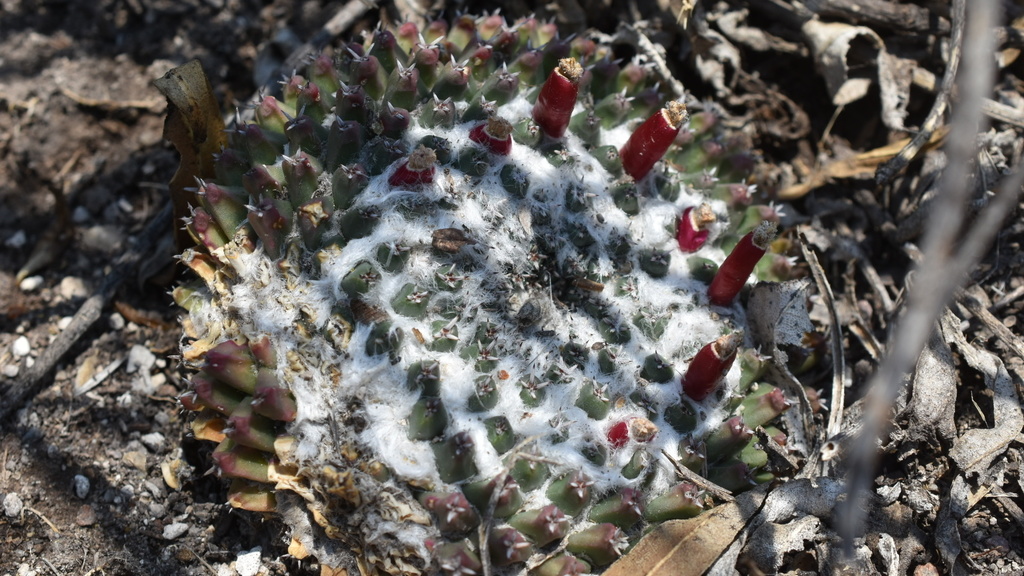 Mammillaria sempervivi, Cardonal, HGO, MX