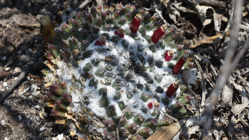 Mammillaria sempervivi