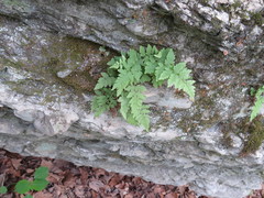 Cystopteridaceae