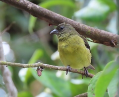 Spinus xanthogastrus