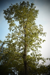 Quercus castanea