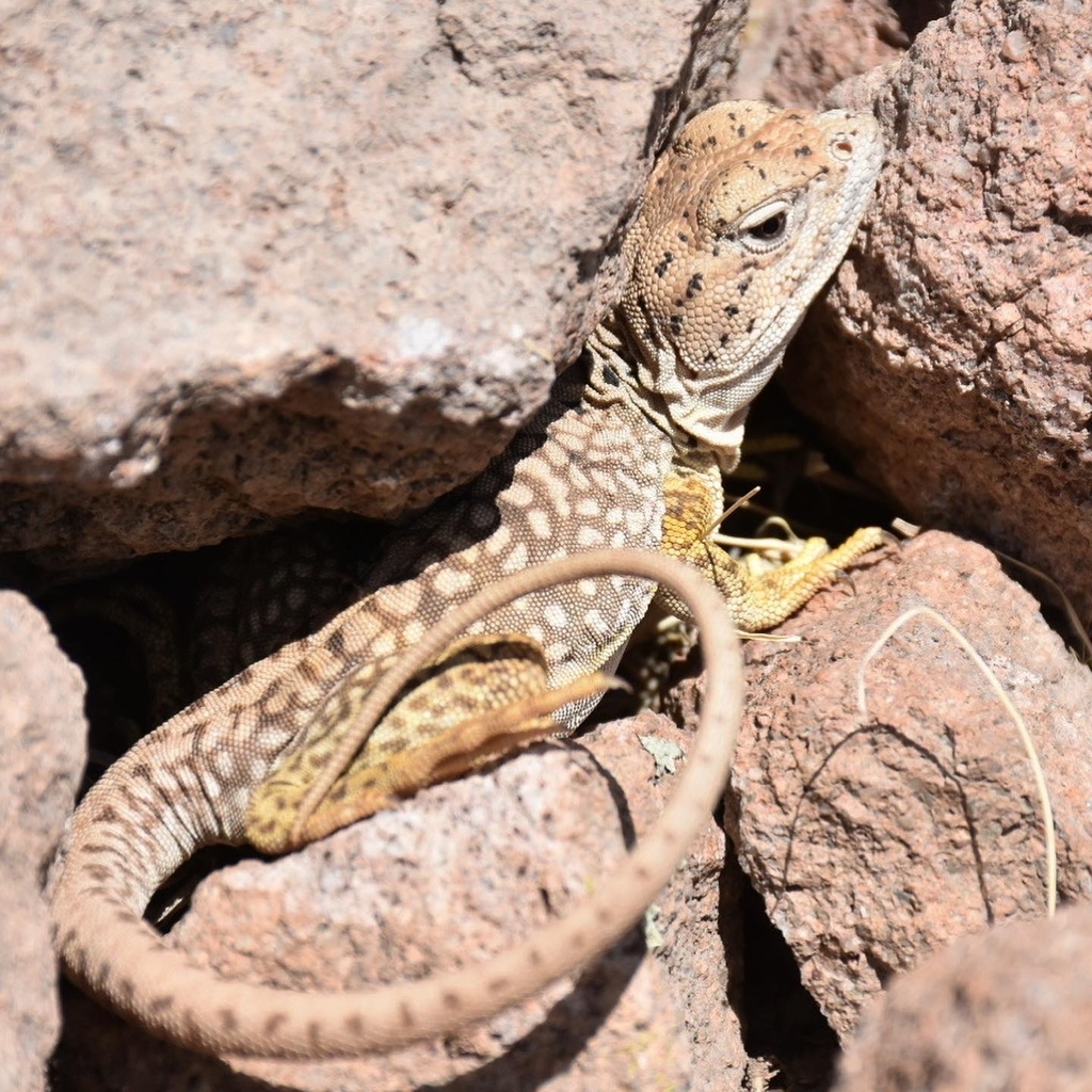 Eastern Collared Lizard from Calle de la Palma, San Luis Potosí, S.L.P ...