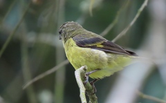 Spinus xanthogastrus