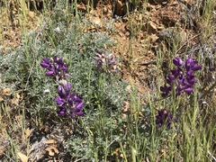 Lupinus albifrons collinus