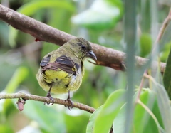 Spinus xanthogastrus