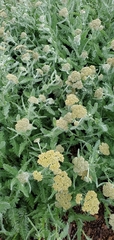 Achillea clypeolata