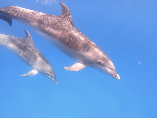 Common Bottlenose Dolphin