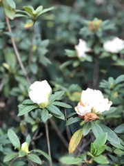 Rhododendron mucronatum