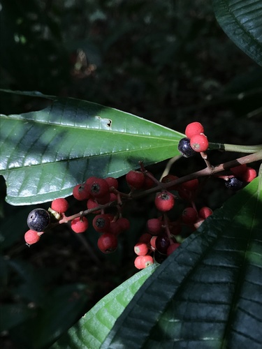 Miconia lonchophylla
