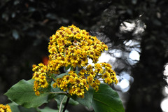 Rumfordia floribunda