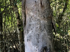Eucalyptus propinqua