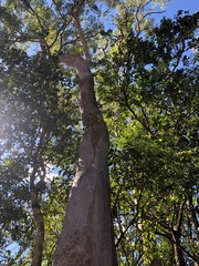 Eucalyptus propinqua