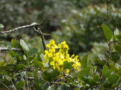 Cyrtochilum macranthum