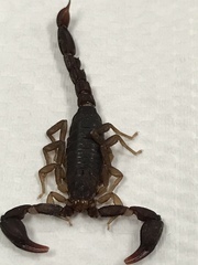 Pseudouroctonus reddelli