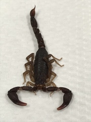 Pseudouroctonus reddelli