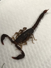 Pseudouroctonus reddelli