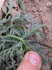 Lomatium observatorium