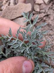 Lomatium observatorium