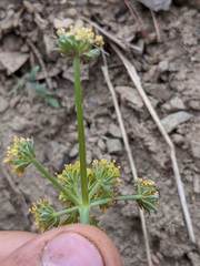 Lomatium observatorium